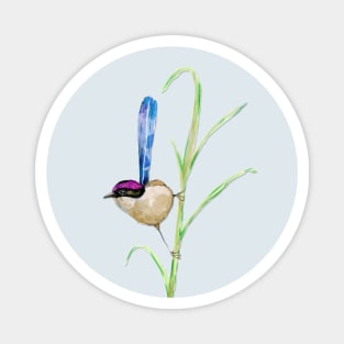 Purple-crowned fairywren Magnet